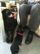 Diba uebt den Dackelblick....