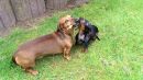 Dirty Harry und Kumpel Tamino