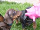 Duplo und sein Schweinchen...