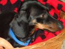 Moritz ( Bobby)