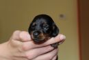 Edmund jr. unser kleiner Prinz