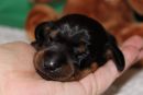 Kleiner Edmund jr.