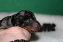 der Bube