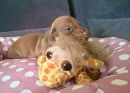 Canina