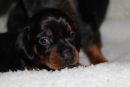 Hilde2