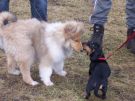 In der Hundeschule ist immer was los Lotte.JPG