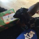 Bella und Charlie