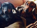 Bella und Charlie...