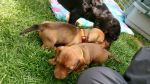Canina und Caprice