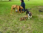 Carlo macht Bekannschaft mit Wilma..