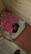 Hettie u Flo3