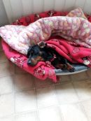 Hilde