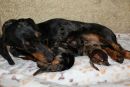 kleine Familie