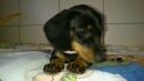 unsere Adele