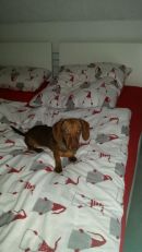 Carlo findet es im Bett ganz nett..