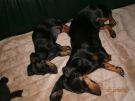 Lotte mit klein Trudie.jpg