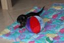 Noch kann sich Dirty Harry hinter einem Ball verstecken...