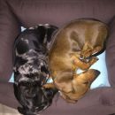 Bella und Charlie....