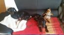 Joschi und Balthasar