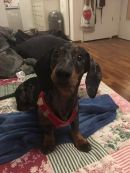 Wurzel