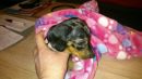 Bella Amore ganz in pink...