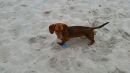 Eier suchen im Sand