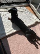 Hugo