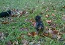 Balthasar beim Toben..