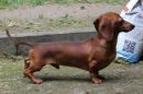 Canis...
