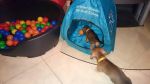 Charlie...immer die Nase vorn