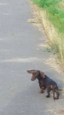 Duplo ...Ohren im Wind