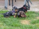 im Garten macht spielen grossen Spass