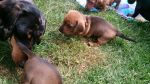 Canina