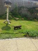 Duplo..