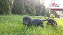 Aljoscha und Ayla  im hohen Gras