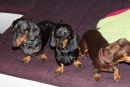 Bambina, Puppie und Elli