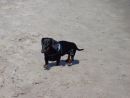 Bobby (Moritz )hat Spass im Sand