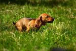 Canina