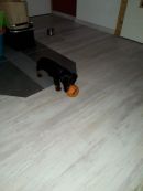Pauli1