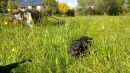 im Gras kann man sich gut verstecken