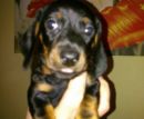 Bobby alias Moritz
