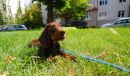Gimli