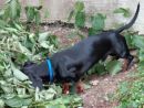 Moritz sucht Maeuschen