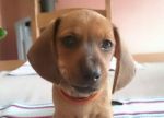 Prinzessin Canina Minor die Erste...