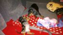 Bella spielt mit Mama