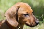 Canina Minor