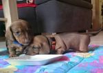 Carlo und Canina