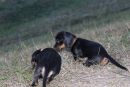 hier war wohl ein Maeuschen