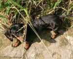 ich haette gern ein wenig Schatten...