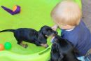 kommste mit in den Hundepool....